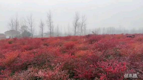 高度60厘米南天竹小苗