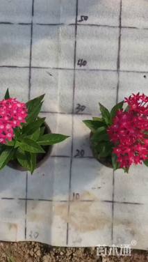 高度10厘米五星花