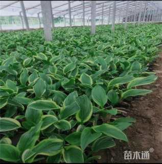 高度10厘米花叶玉簪