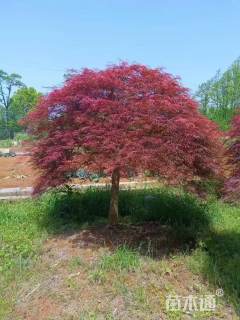 高度150厘米羽毛枫
