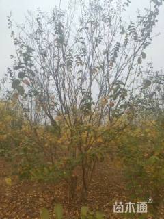 高度300厘米丛生紫薇