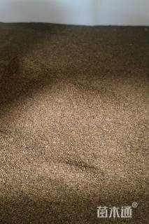 委陵菜种子委陵菜种子