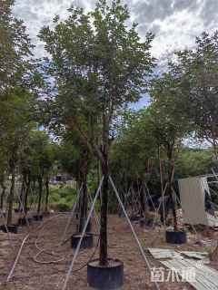 15公分黄花风铃木