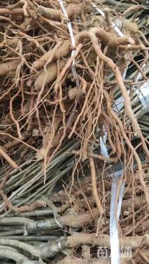 高度110厘米脆红李