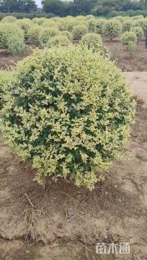 高度80厘米金姬小蜡