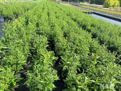 高度35厘米荷兰菊