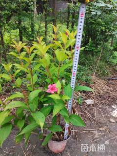 高度50厘米红王子锦带