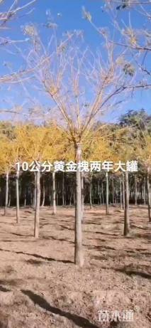 5公分金枝槐