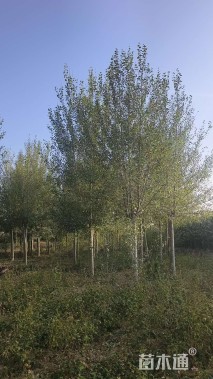 12公分河北杨