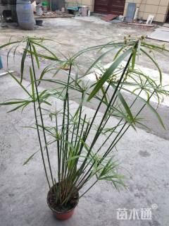 高度50厘米旱伞草