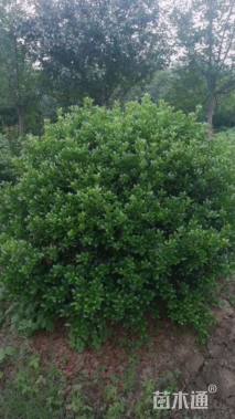 冠幅120厘米无刺枸骨球