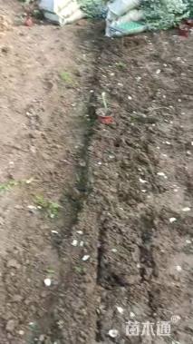 高度20厘米灌从石蚕