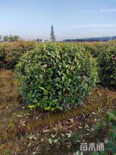 冠幅100厘米红叶石楠球