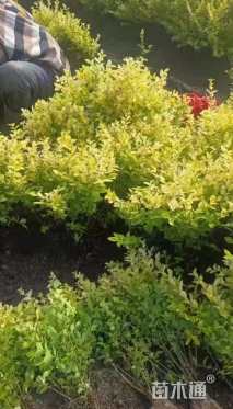 高度45厘米金叶女贞