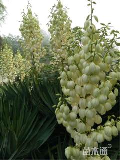 高度100厘米剑麻