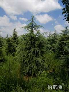 高度800厘米雪松