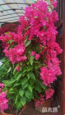 高度120厘米三角梅