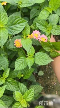 冠幅20厘米五色梅