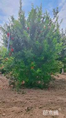 高度180厘米石榴