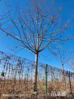 20公分紫花泡桐