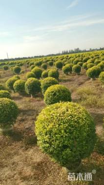 冠幅120厘米金冠女贞球