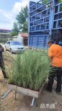 高度50厘米晨光芒