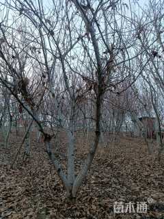 高度500厘米核桃