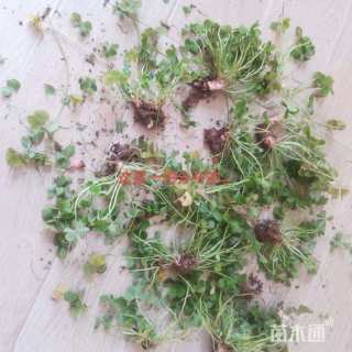 高度15厘米紫叶酢浆草