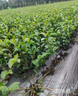 高度20厘米茶梅