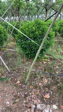 高度120厘米非洲茉莉