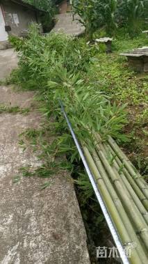 地栽苗斑竹