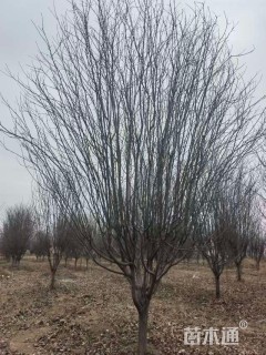 15公分西府海棠