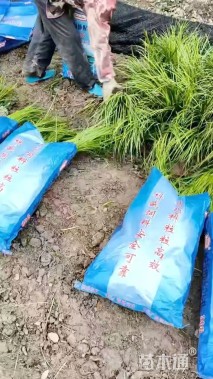 高度30厘米金线菖蒲