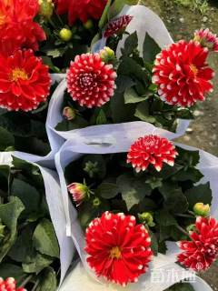 高度30厘米大丽花
