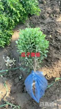 高度35厘米瓜子黄杨