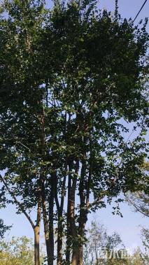 高度850厘米丛生三角枫