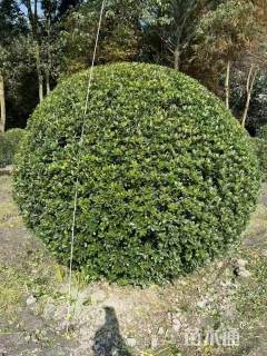 冠幅150厘米海桐球