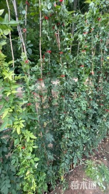 150厘米藤本月季