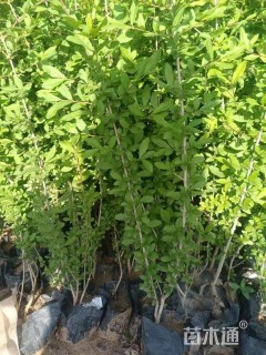 高度80厘米水蜡