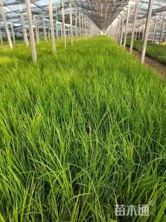 高度20厘米金叶石菖蒲