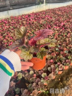 高度15厘米矾根