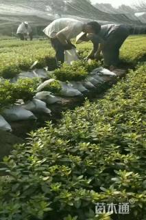 高度25厘米杜鹃