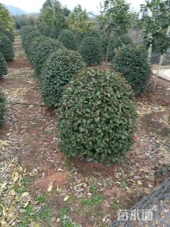 冠幅80厘米红叶石楠球