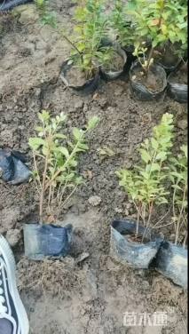 高度20厘米夏鹃