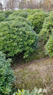 冠幅120厘米海桐球