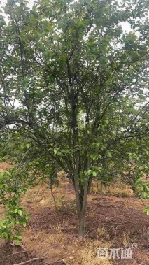 22公分染井吉野樱