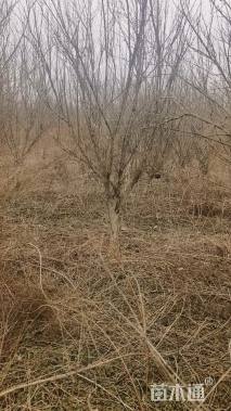 高度400厘米花石榴