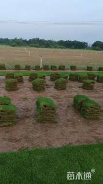 高度20厘米杜鹃