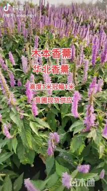 高度120厘米木本香薷