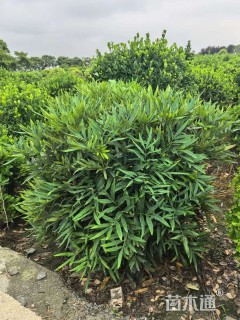 高度100厘米狭叶十大功劳